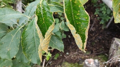 Melampsora epitea