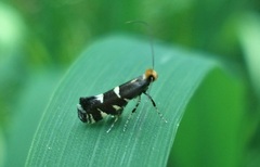 Callisto denticulella