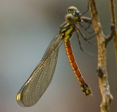 Rhinocypha pagenstecheri timorana
