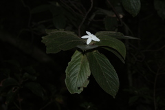 Atractocarpus mollis