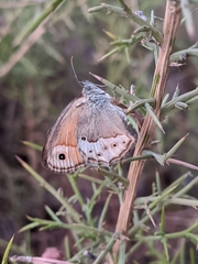 Coenonympha dorus