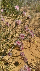 Serruria linearis
