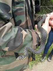 Hierophis viridiflavus viridiflavus