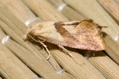 Cochylis roseana
