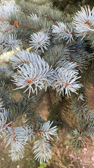 Picea pungens