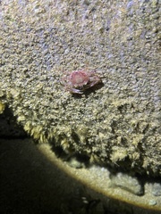 Xiphonectes longispinosus