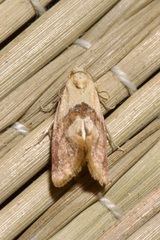 Cochylis roseana