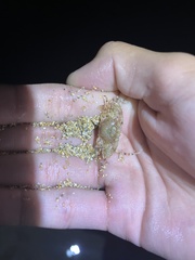 Xiphonectes longispinosus