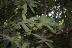 Atractocarpus mollis