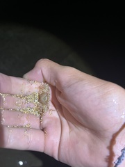 Xiphonectes longispinosus