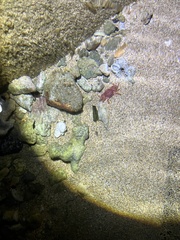 Xiphonectes longispinosus