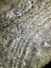 Xiphonectes longispinosus