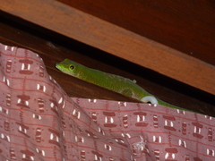 Phelsuma kochi