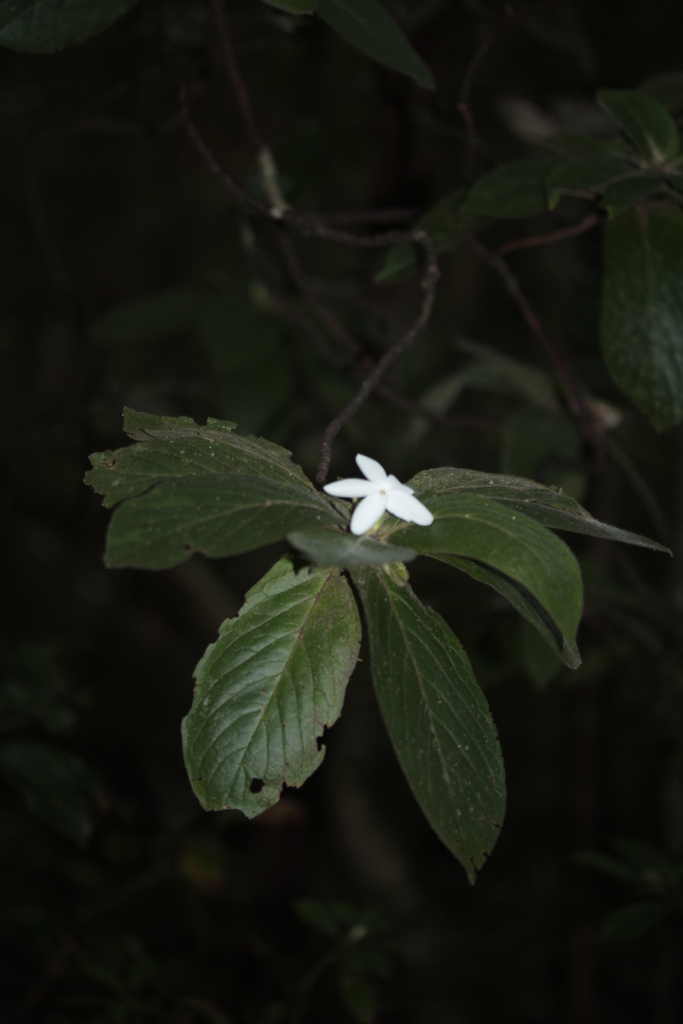 Atractocarpus mollis
