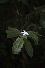 Atractocarpus mollis