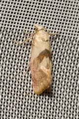 Cochylis roseana