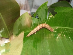 Caligo telamonius memnon