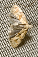 Cochylidia heydeniana