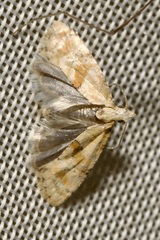 Cochylidia heydeniana
