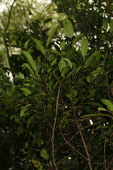 Atractocarpus platyxylon