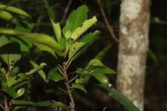 Atractocarpus platyxylon