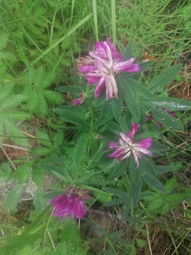 Trifolium lupinaster iNat (3)