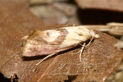 Cochylis roseana