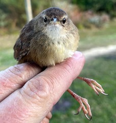 Bradypterus baboecala