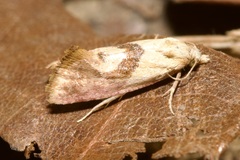 Cochylis roseana