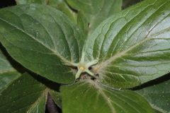 Atractocarpus mollis