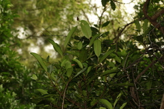 Atractocarpus platyxylon