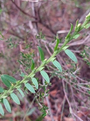 Bossiaea stephensonii