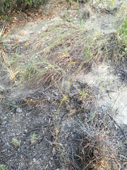 Pediomelum linearifolium