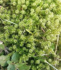 Rhytidiadelphus squarrosus