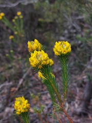Phyllota grandiflora