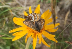 Melitaea varia
