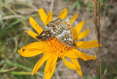 Melitaea varia