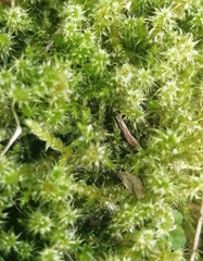 Rhytidiadelphus squarrosus