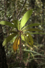 Atractocarpus pterocarpon