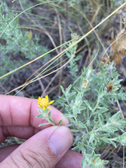 Heterotheca canescens