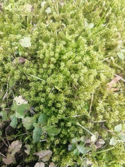 Rhytidiadelphus squarrosus