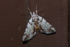 Catocala praeclara