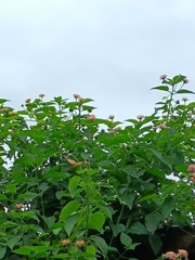 Danaus chrysippus