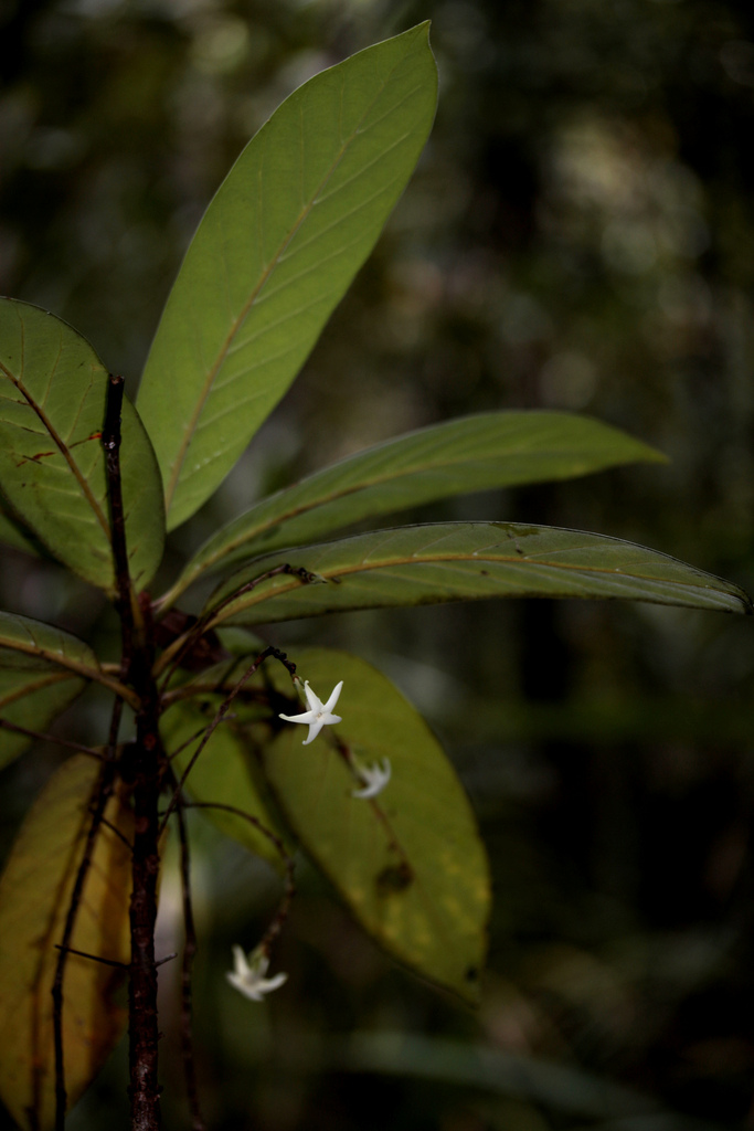 Atractocarpus pterocarpon