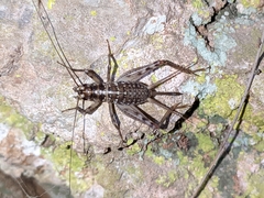 Gryllomorpha longicauda