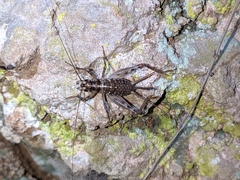 Gryllomorpha longicauda