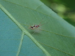 Hyaliodes