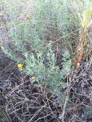 Heterotheca canescens