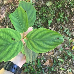 Actinidia latifolia