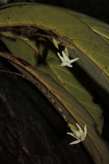 Atractocarpus pterocarpon